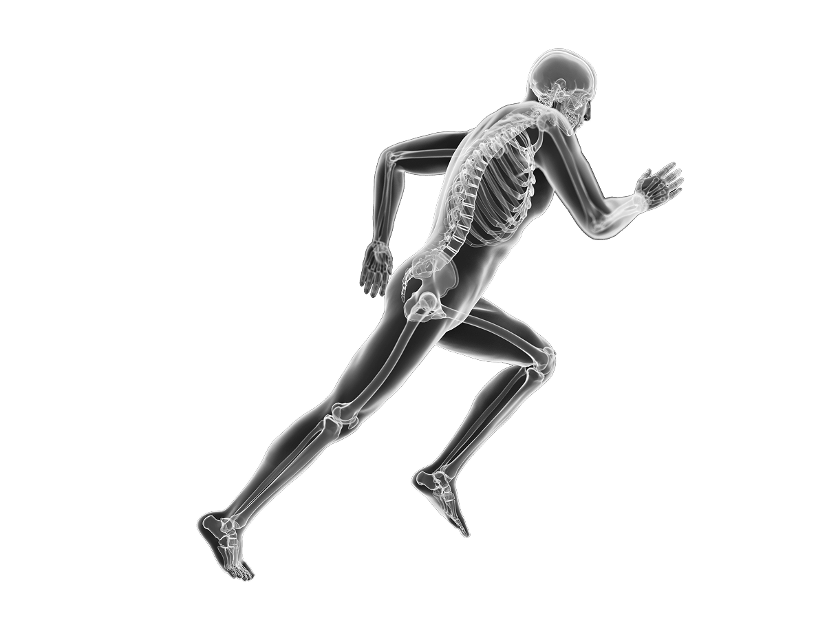 Anatomical Diagram